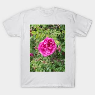 Deep pink roses on a shrub. T-Shirt